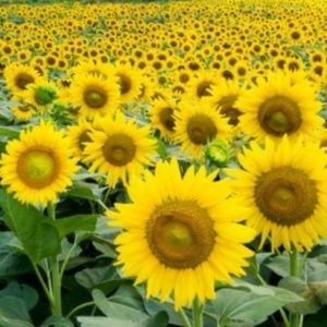 Meet your Posher, Marisol